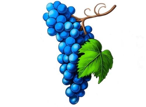 "OUR PARTY" SUED PUBLIC SERVICES AGENCY FOR REFUSING TO REGISTER ITS PARTY SYMBOL - BUNCH OF GRAPES