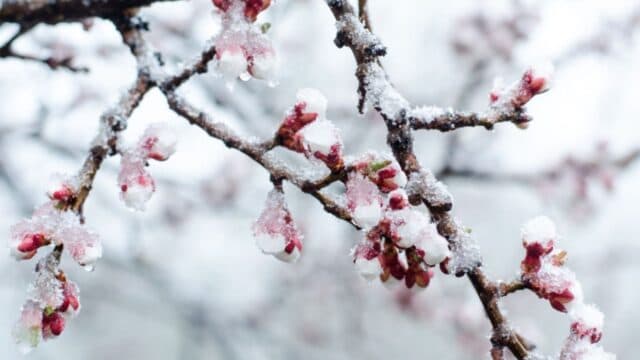 LEADER OF "OUR PARTY" DEMANDS AUTHORITIES TO REACT TO ABNORMALLY LOW TEMPERATURES IN APRIL